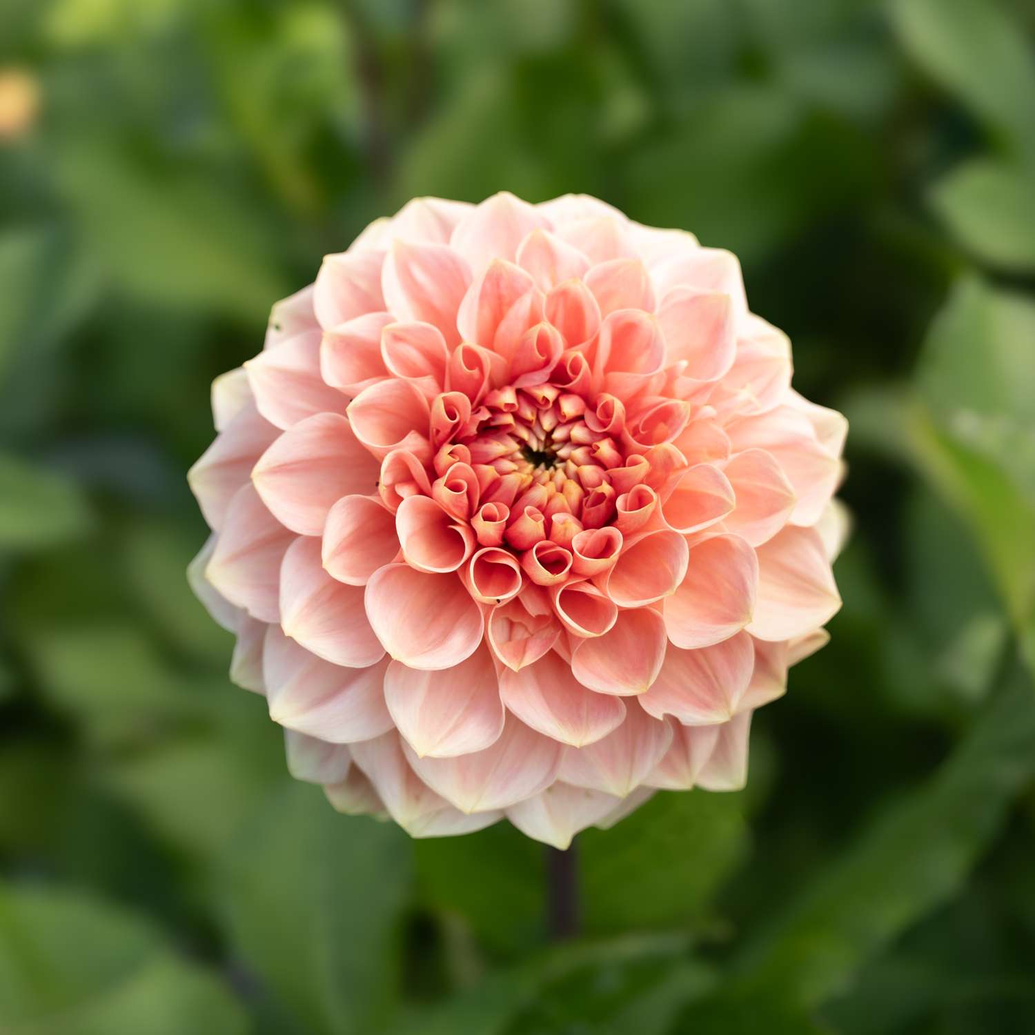 Daalia 'Romance'